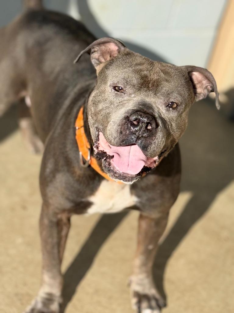 Enlarge BEEFY, a Adoptable Pit Bull Terrier in Moberly, MO image 3/4