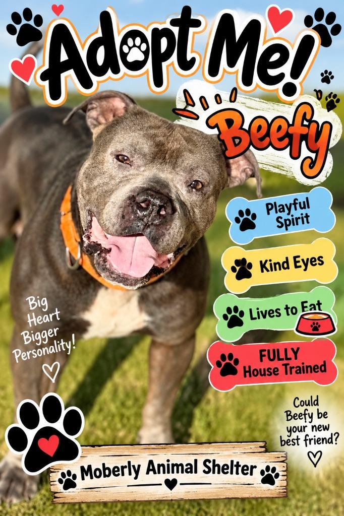 Enlarge BEEFY, a Adoptable Pit Bull Terrier in Moberly, MO image 4/4