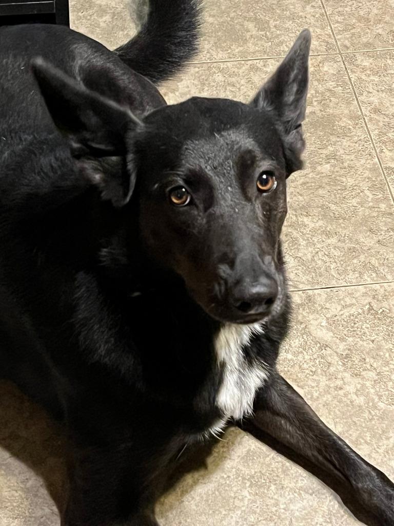 Rosie, Adoptable, Adult Female Shepherd & Belgian Shepherd / Malinois.
