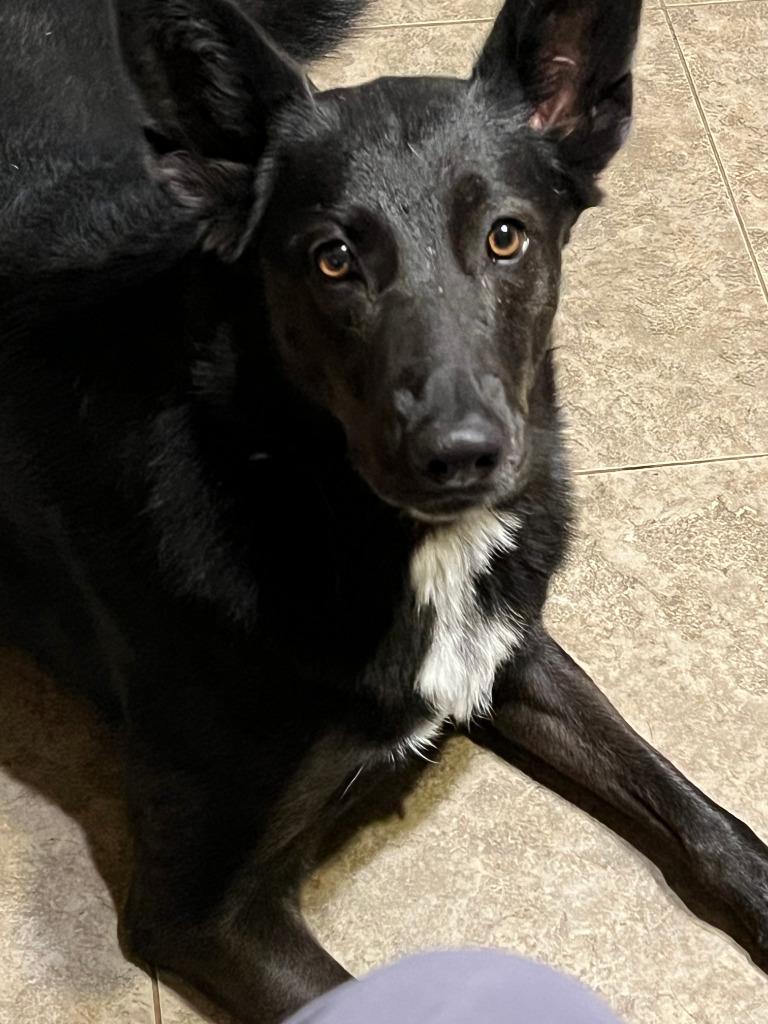 Rosie, a Adoptable mixed breed in Farmersville, TX image 2/2