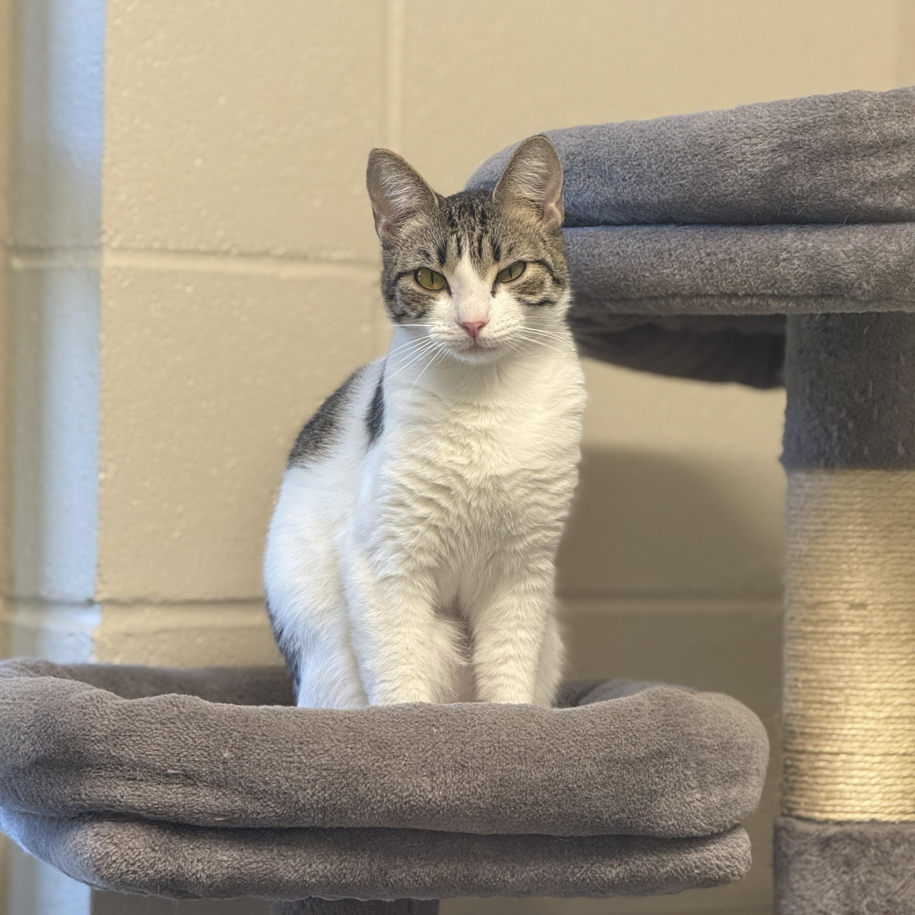 Jenna, Young Female Domestic Short Hair