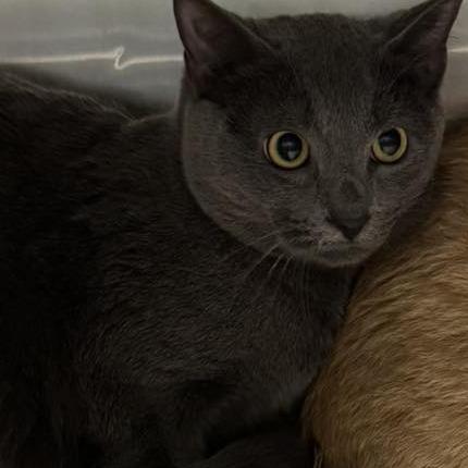 Enlarge Smokey, a Adoptable Domestic Short Hair in Shinnston, WV image 1/2