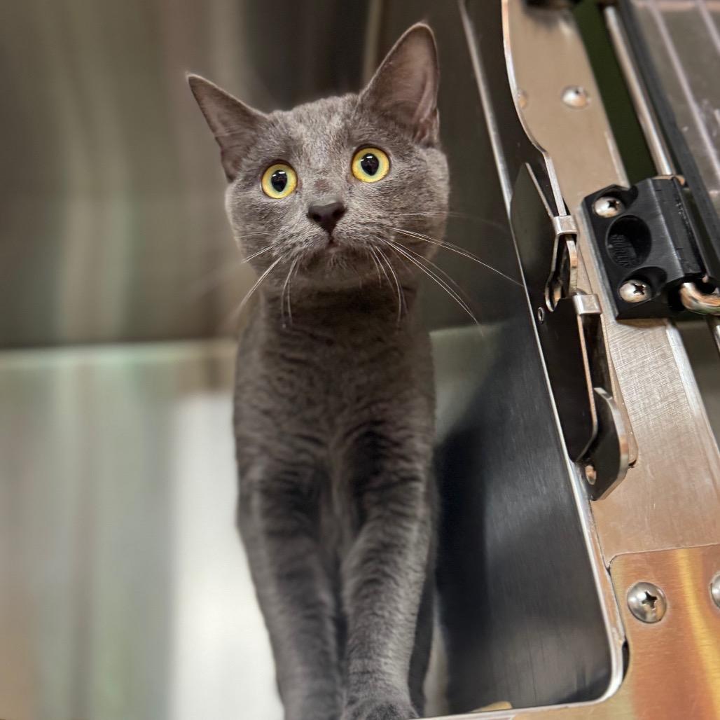 Enlarge Smokey, a Adoptable Domestic Short Hair in Shinnston, WV image 2/2