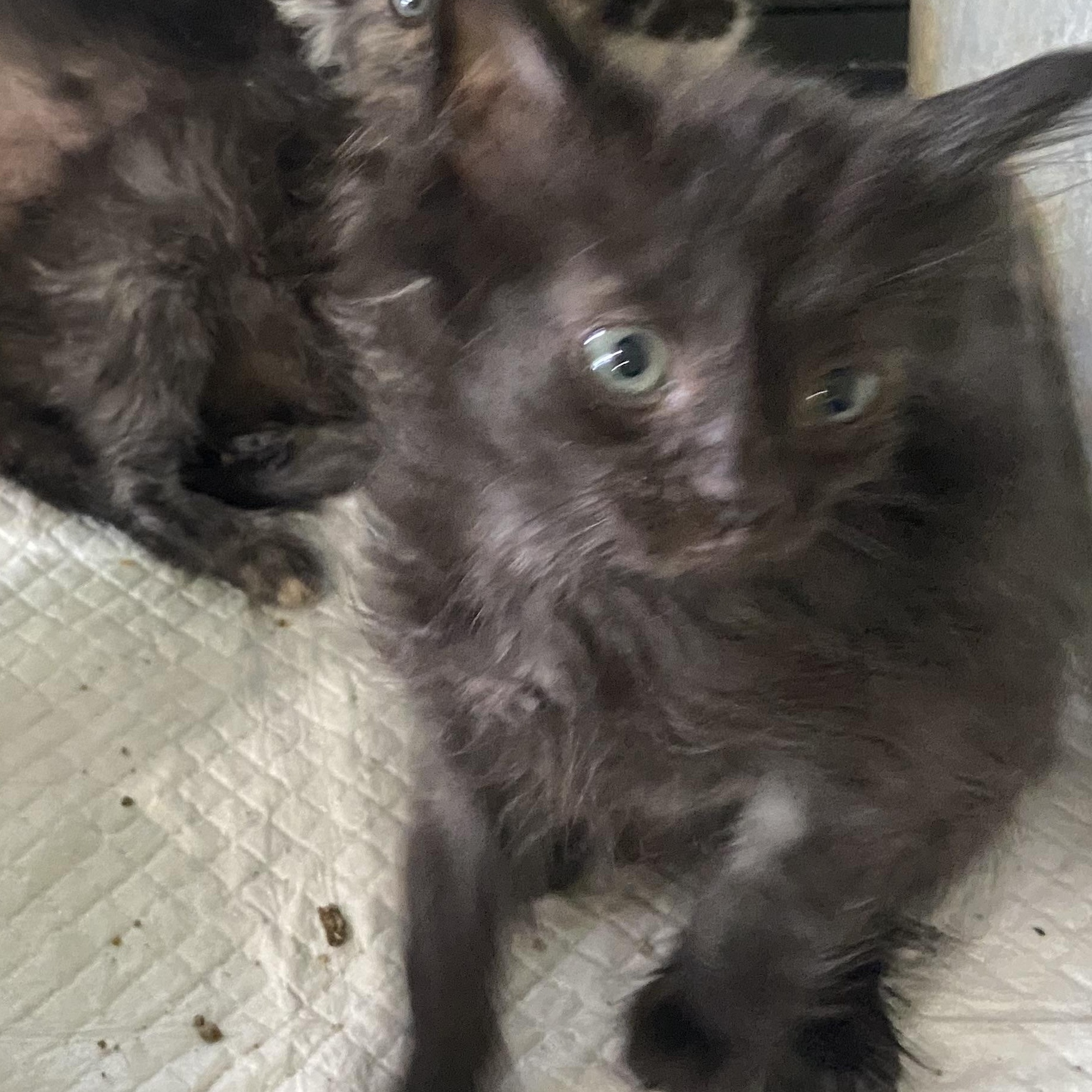 Boog, an adoptable Domestic Medium Hair in Waveland, IN_image-1