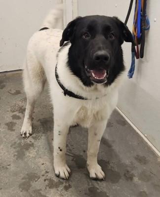 Enlarge Diesel, a ADOPTABLE mixed breed in Butte, MT image 1/1