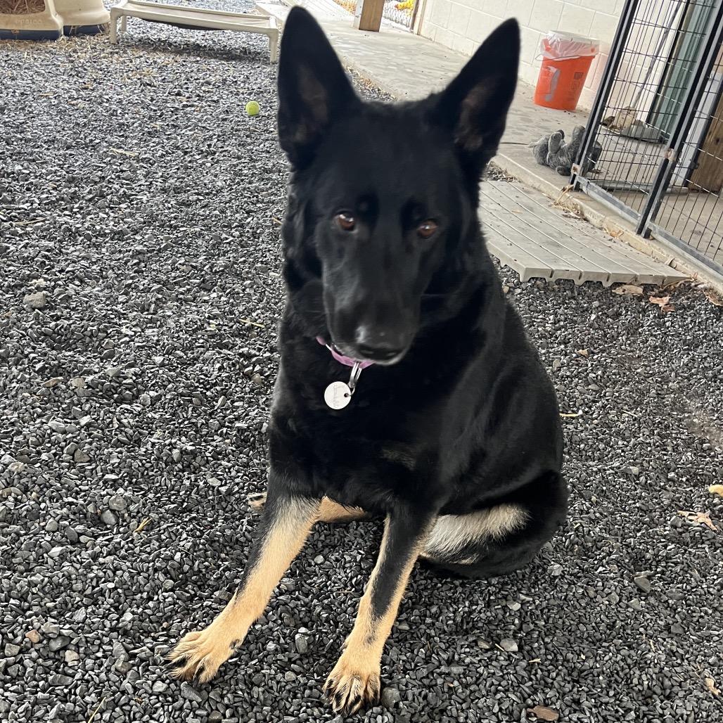 Jezebel (26-073), Adoptable, Adult Female German Shepherd Dog.