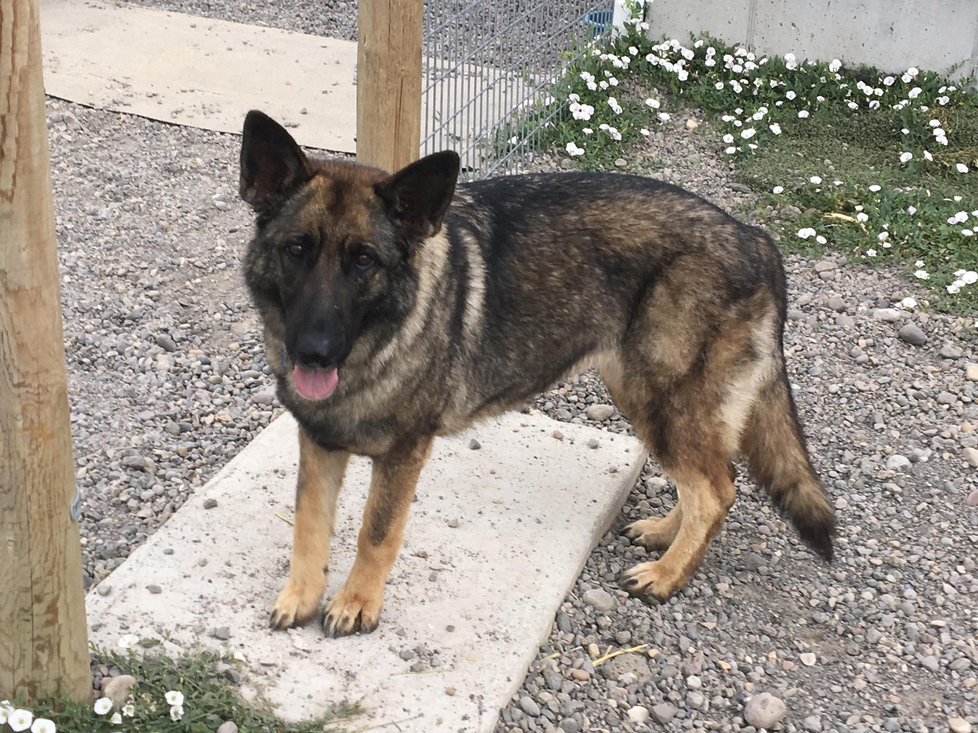 Caramel, an adoptable German Shepherd Dog in St. Anthony, ID, 83445 | Photo Image 1