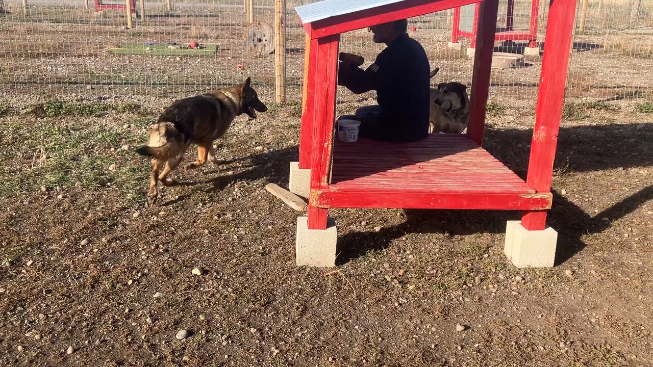 Enlarge Caramel, a Adoptable German Shepherd Dog in St. Anthony, ID video 2/3