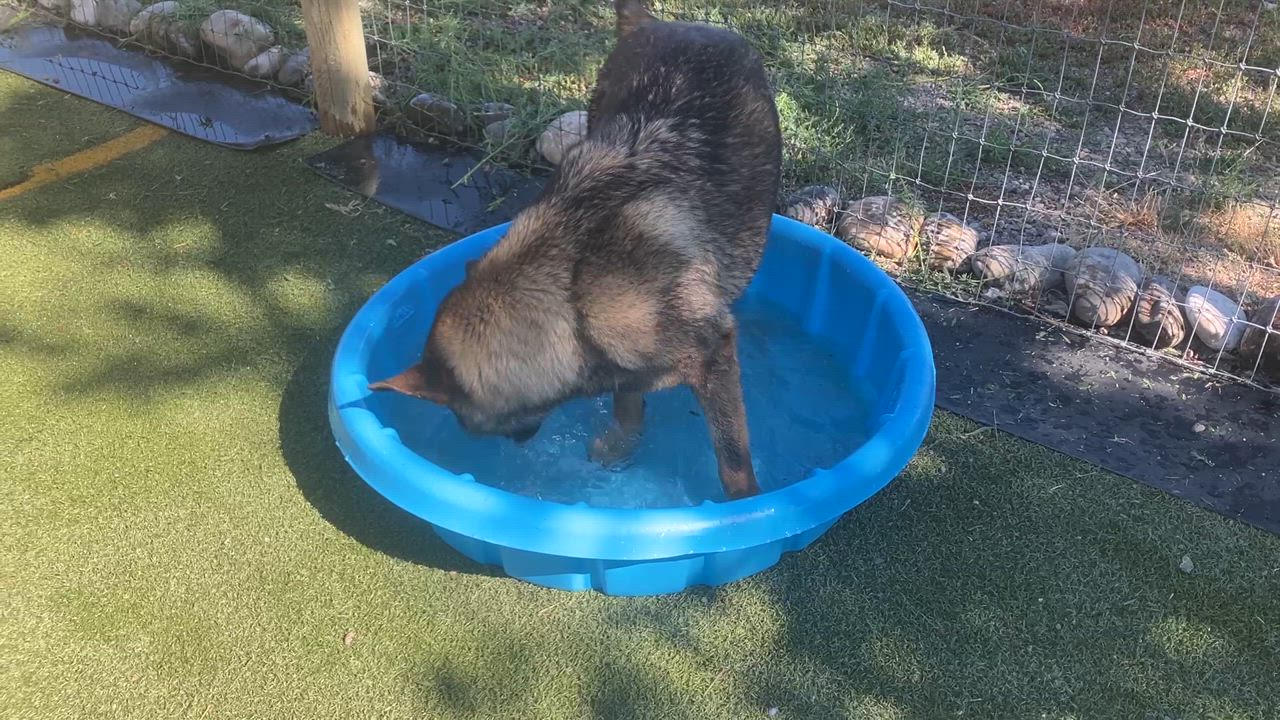 Enlarge Caramel, a Adoptable German Shepherd Dog in St. Anthony, ID video 3/3