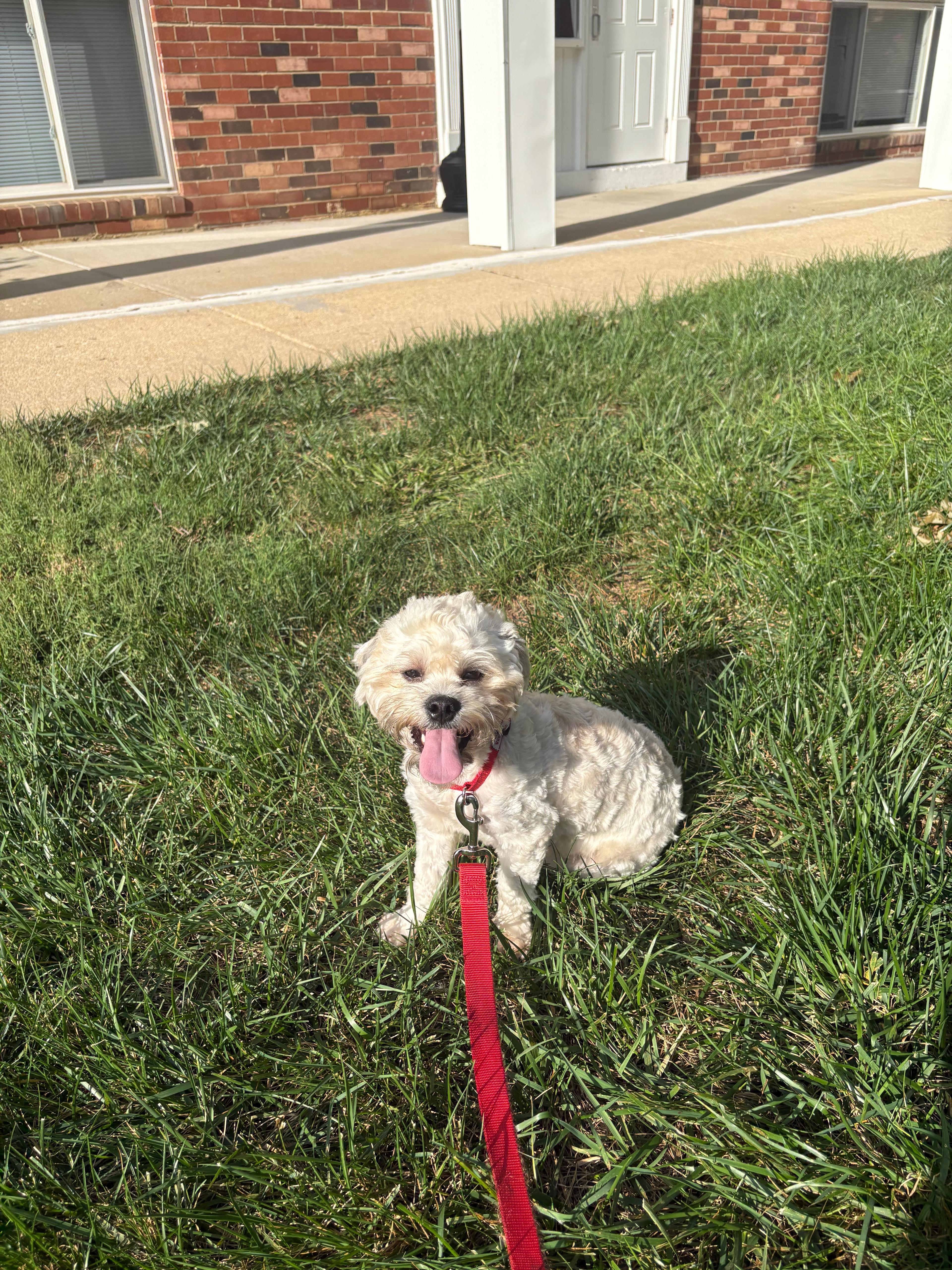 Enlarge Olaf, a Adoptable mixed breed in Newark, DE image 5/6