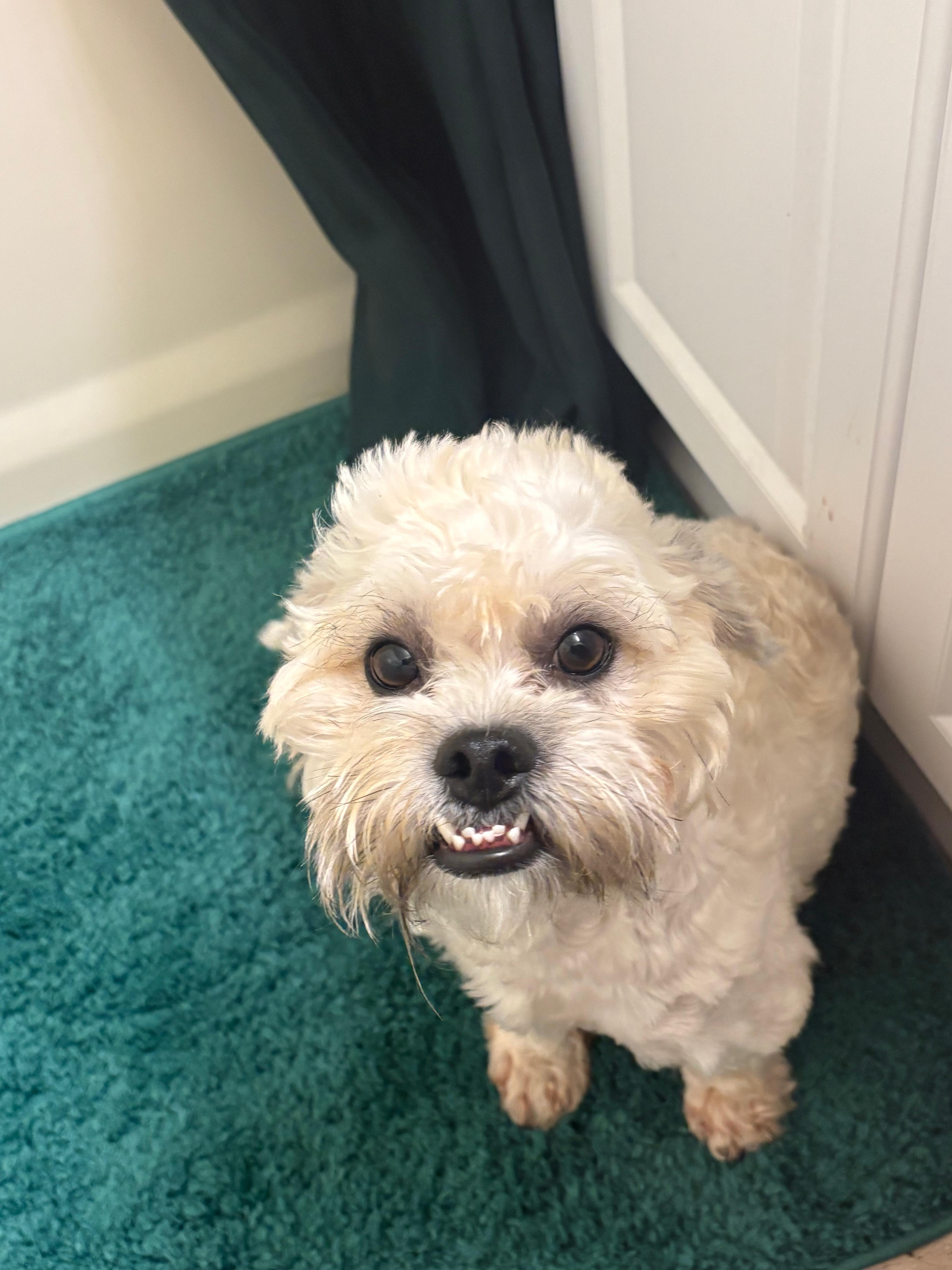 Enlarge Olaf, a Adoptable mixed breed in Newark, DE image 2/6