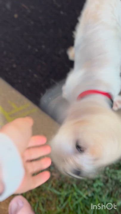 Enlarge Olaf, a Adoptable mixed breed in Newark, DE video 4/6