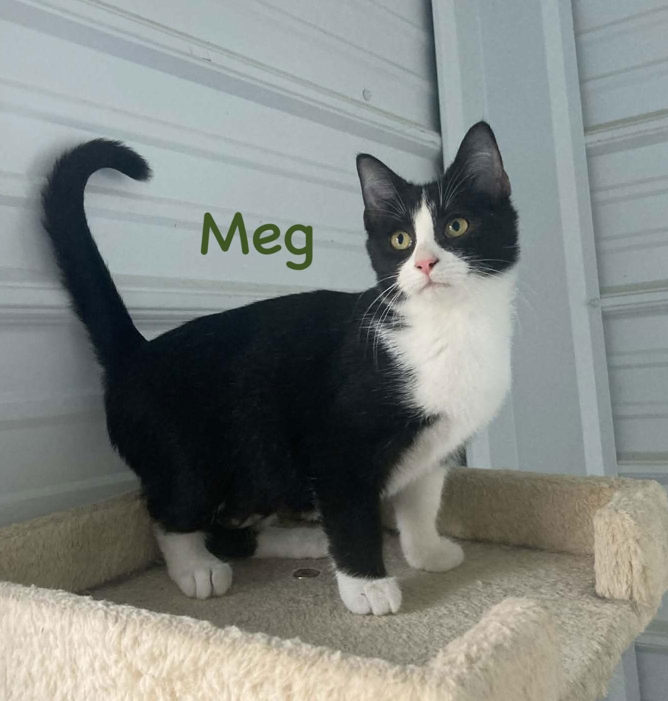 Meg, Adoptable, Young Female Domestic Short Hair & Tuxedo.
