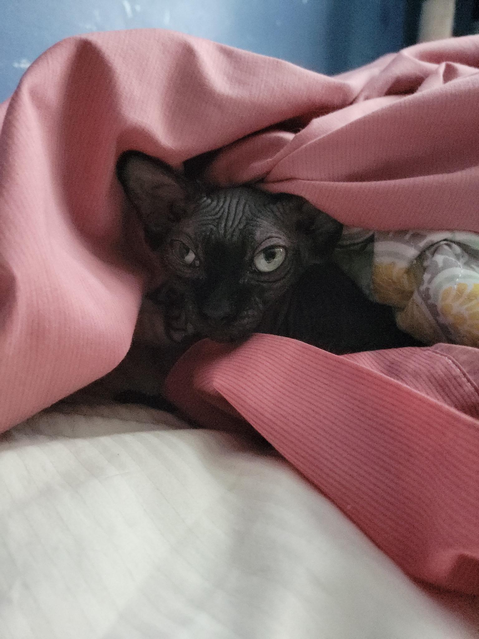 Enlarge Widow, an adopted Sphynx / Hairless Cat in Palm City, FL image 4/4