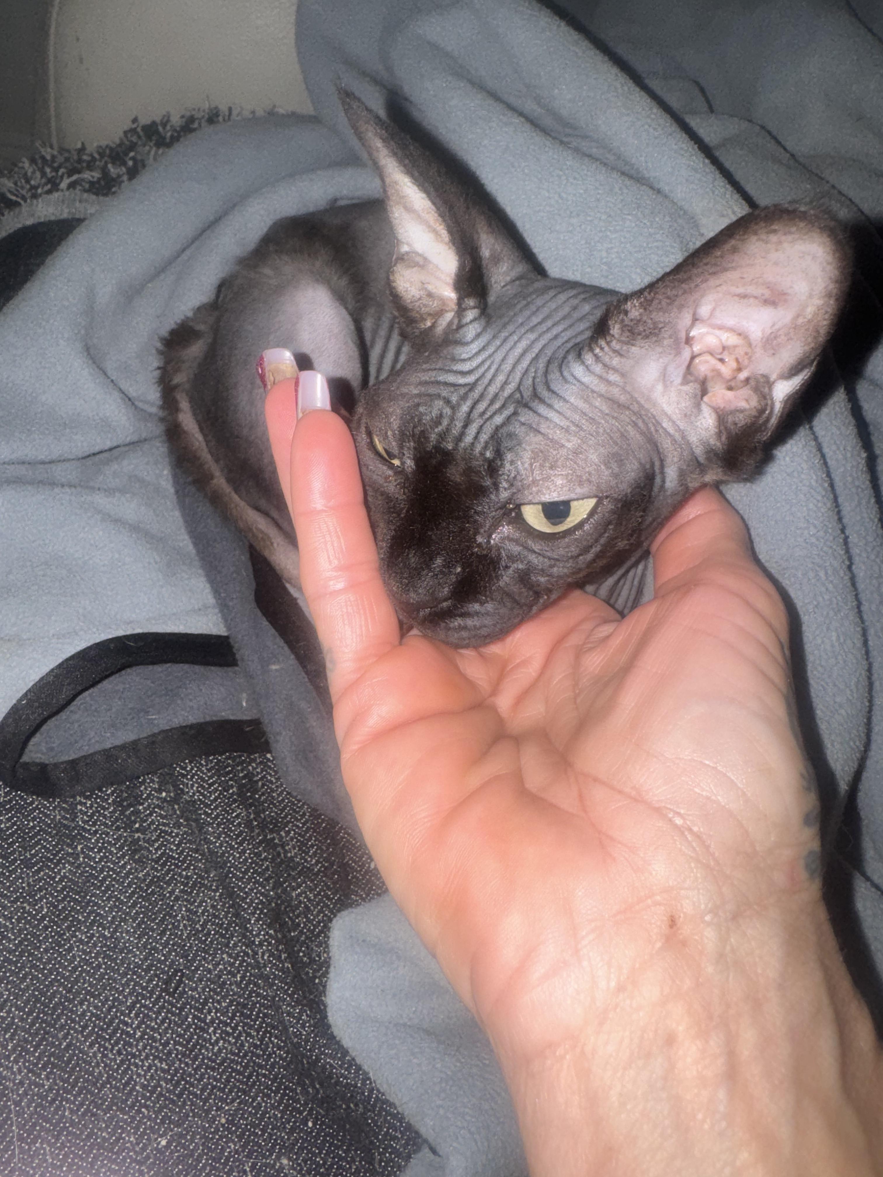 Enlarge Widow, an adopted Sphynx / Hairless Cat in Palm City, FL image 2/4