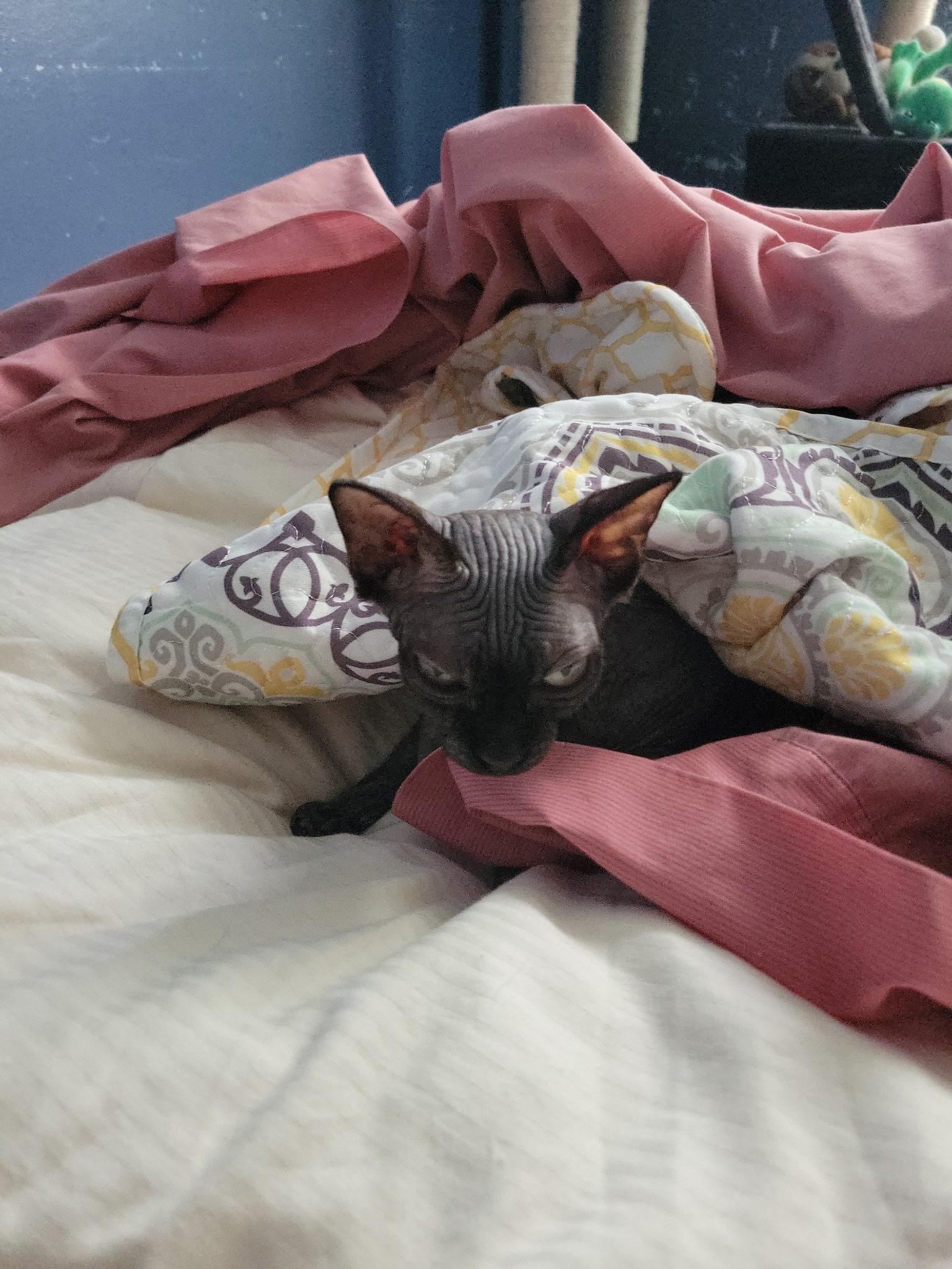 Enlarge Widow, an adopted Sphynx / Hairless Cat in Palm City, FL image 3/4