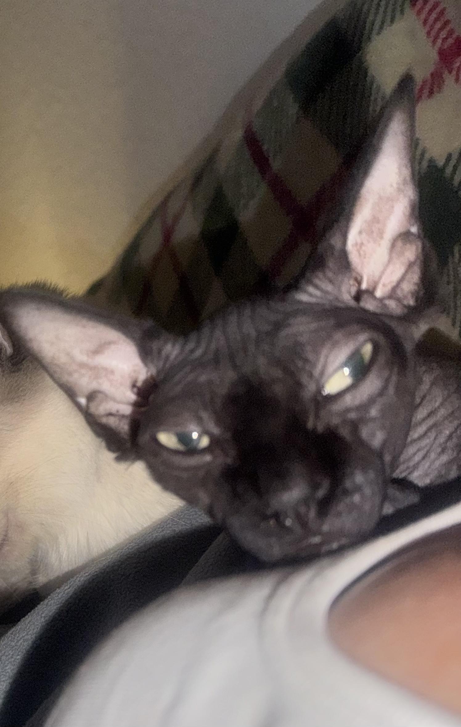 Enlarge Widow, an adopted Sphynx / Hairless Cat in Palm City, FL image 1/4