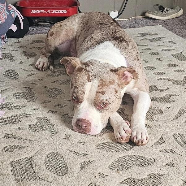 Enlarge Loyal, a Adoptable Mixed Breed in Farmville, VA image 2/6