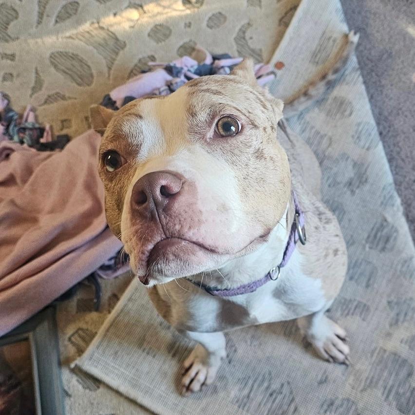 Enlarge Loyal, a Adoptable Mixed Breed in Farmville, VA image 4/6