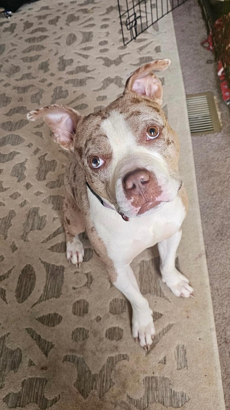 Loyal, Adoptable, Adult Male Mixed Breed.