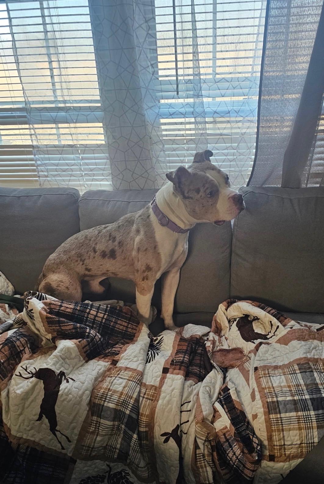 Enlarge Loyal, a Adoptable Mixed Breed in Farmville, VA image 5/6
