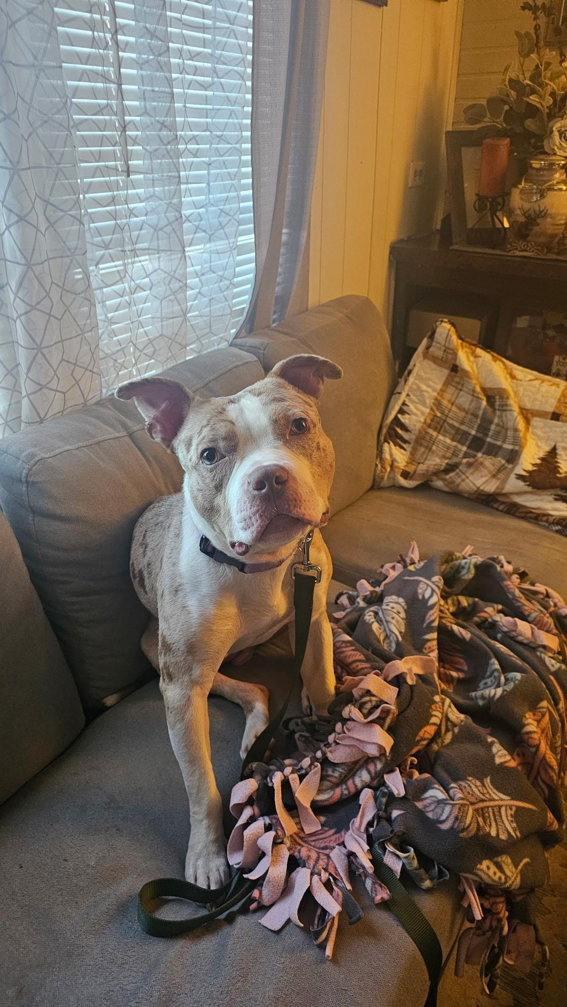 Enlarge Loyal, a Adoptable Mixed Breed in Farmville, VA image 6/6