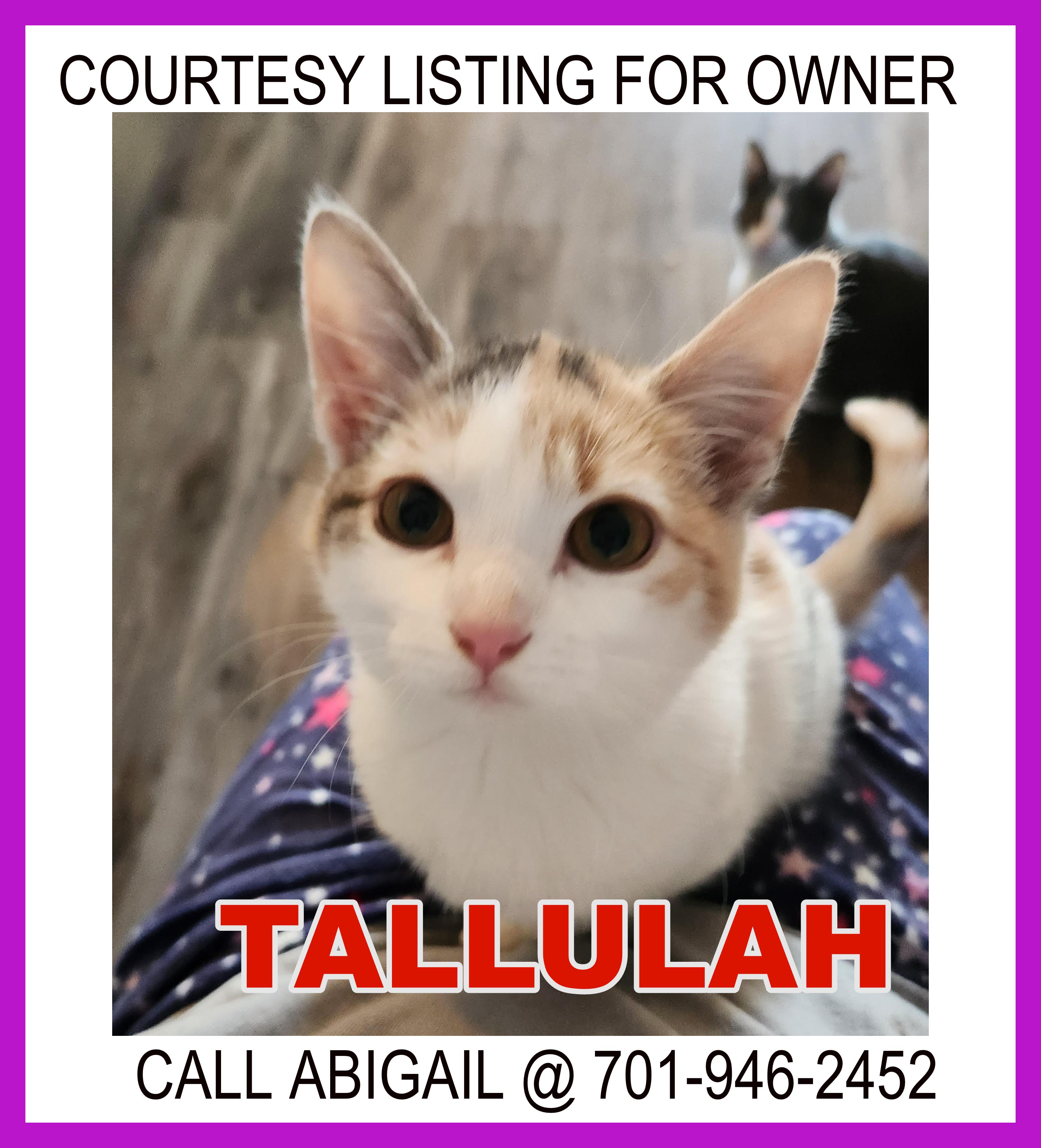 Tallulah - COURTESY LISTING FOR OWNER, ADOPTABLE, Adult Female Domestic Short Hair.