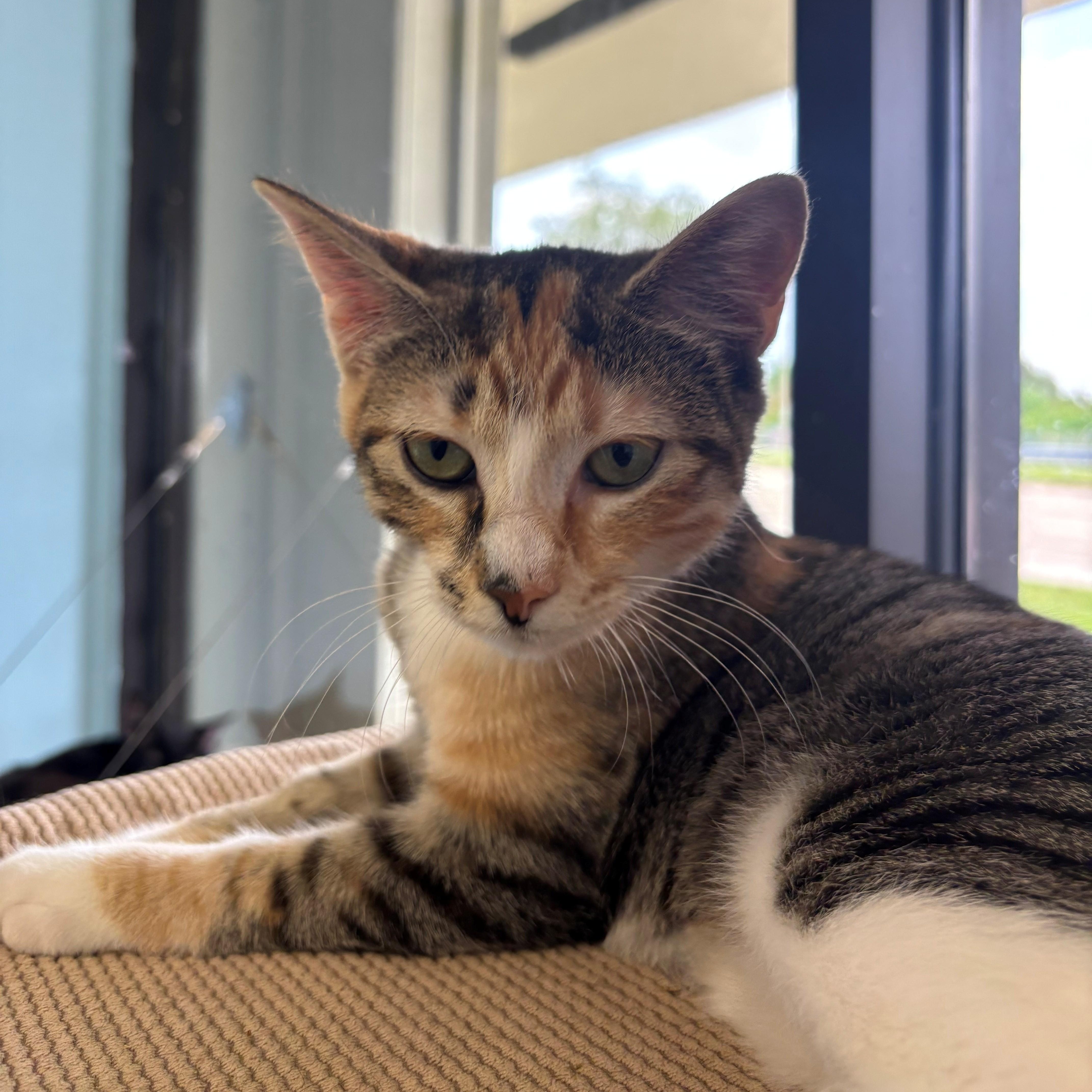 Enlarge Little Bite, a Adoptable Calico in Margate, FL image 3/4