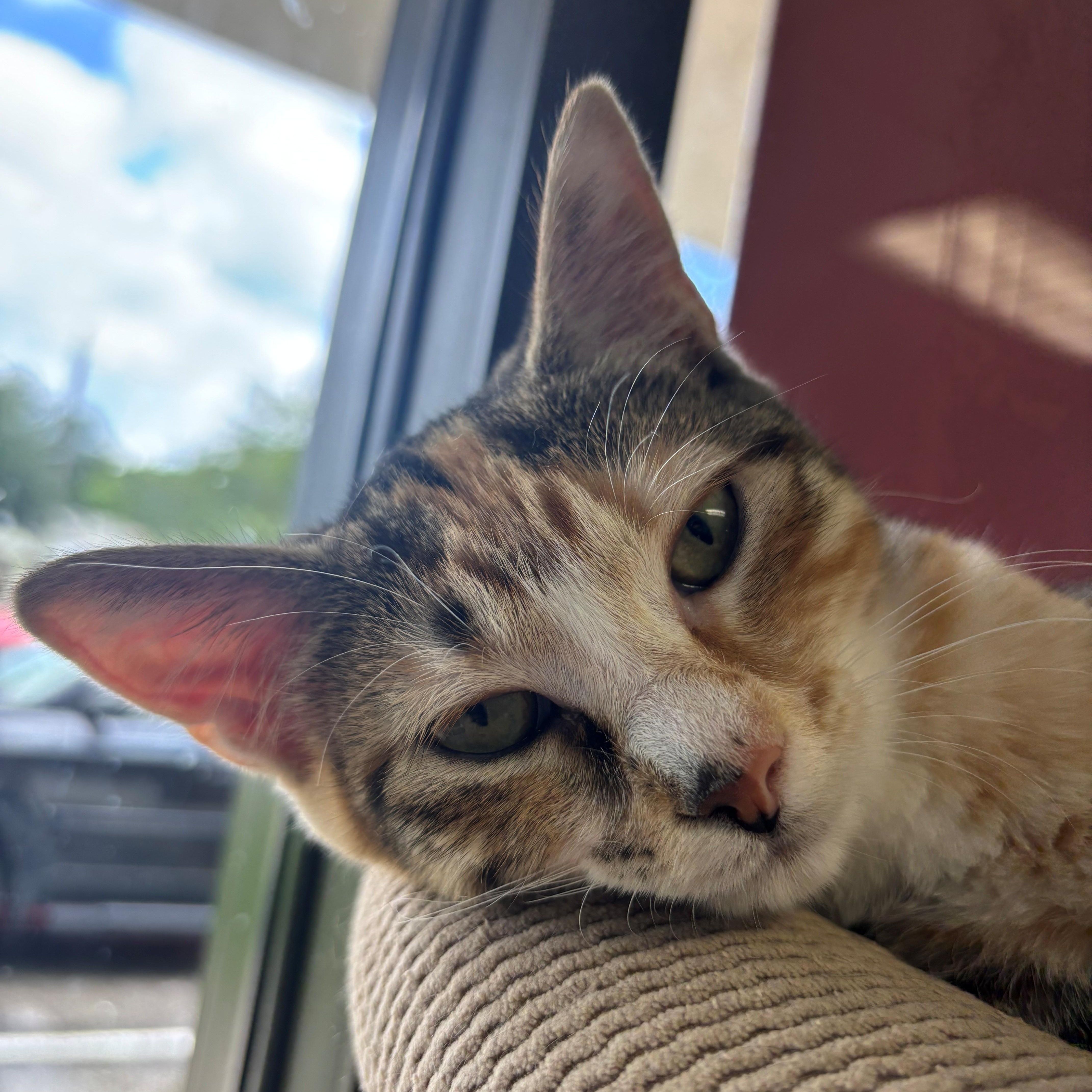 Enlarge Little Bite, a Adoptable Calico in Margate, FL image 4/4