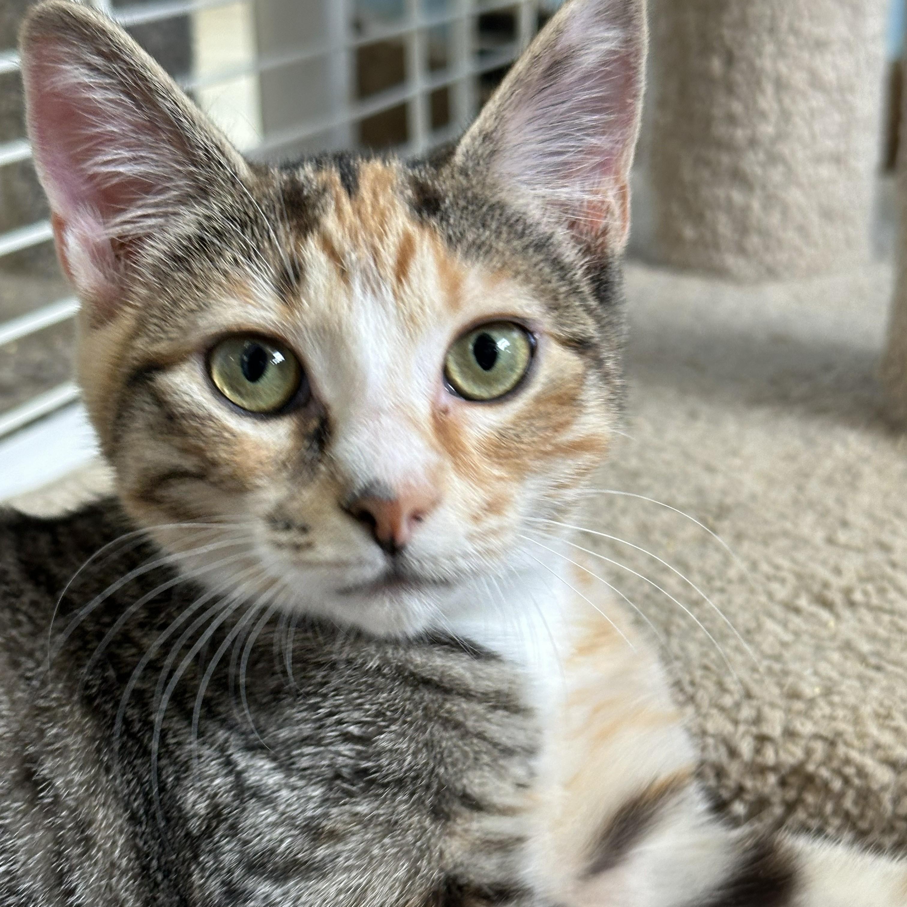 Enlarge Little Bite, a Adoptable Calico in Margate, FL image 2/4