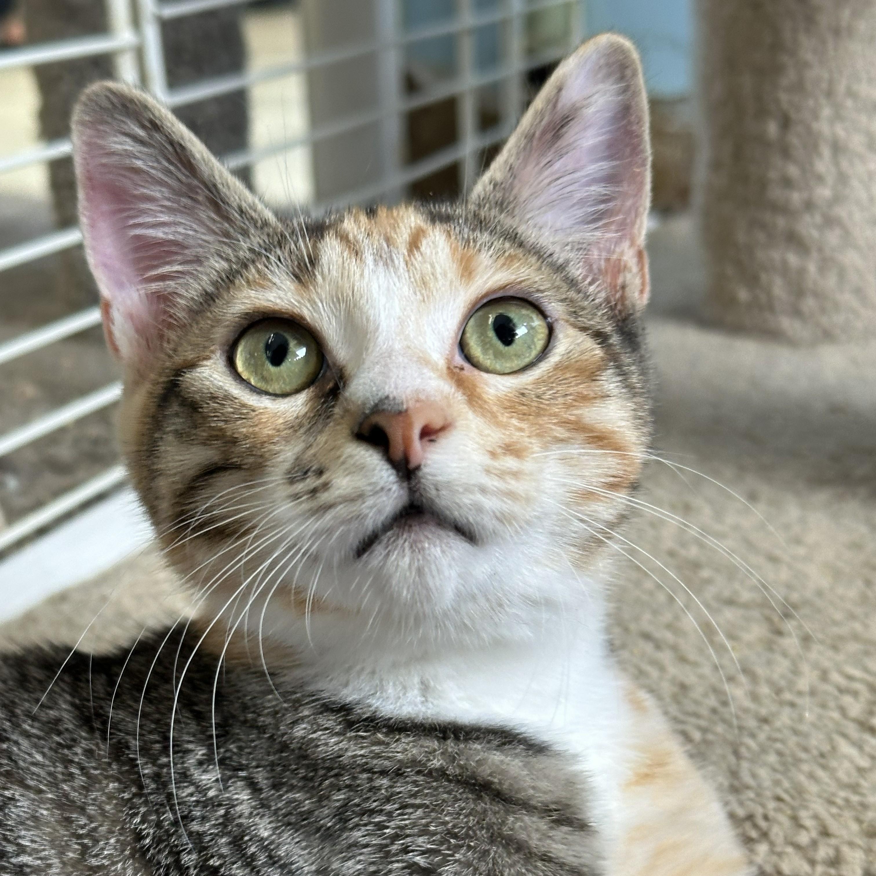 Enlarge Little Bite, a Adoptable Calico in Margate, FL image 1/4