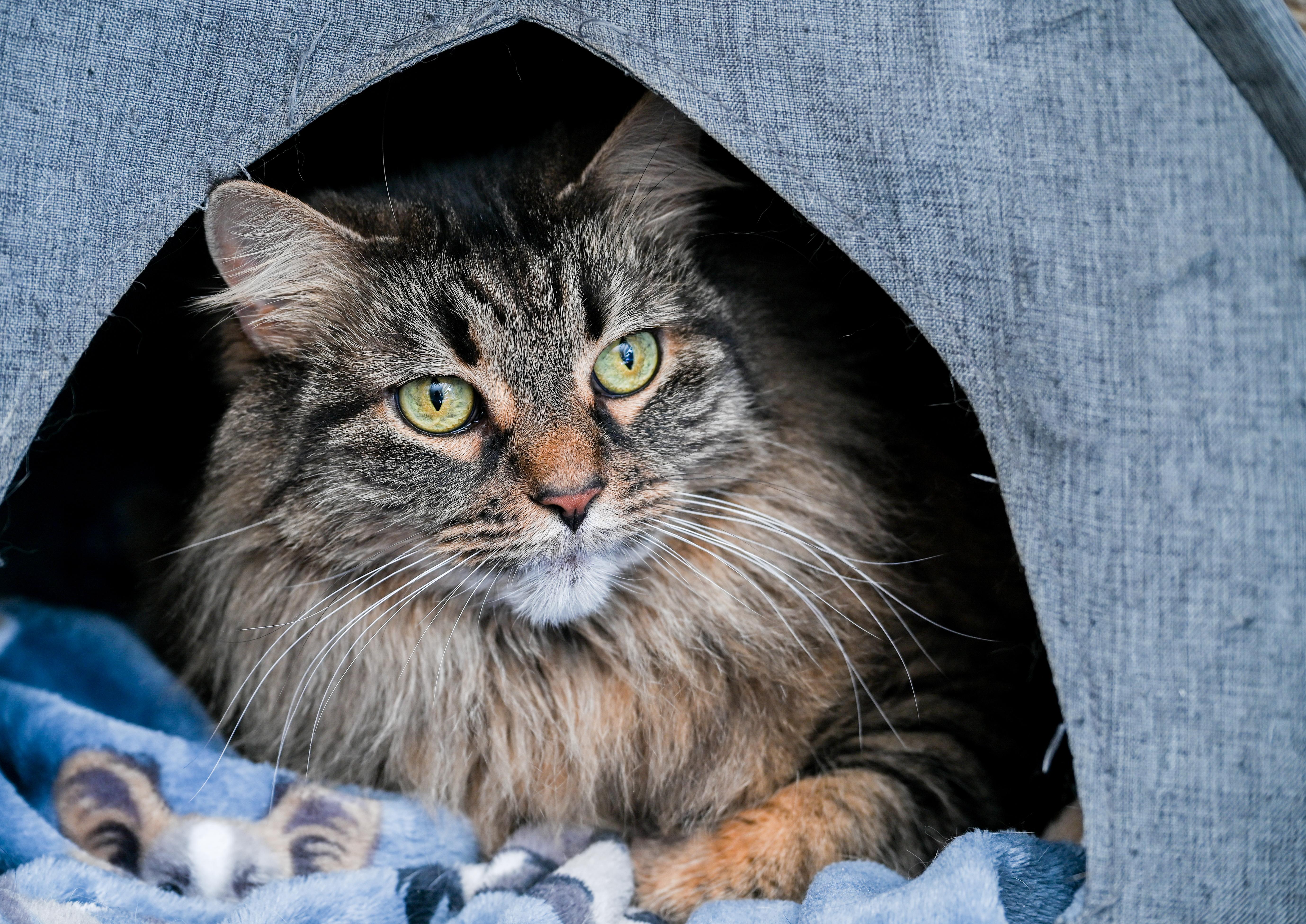 Enlarge Ebony, an adopted mixed breed in Chattanooga, TN image 4/6