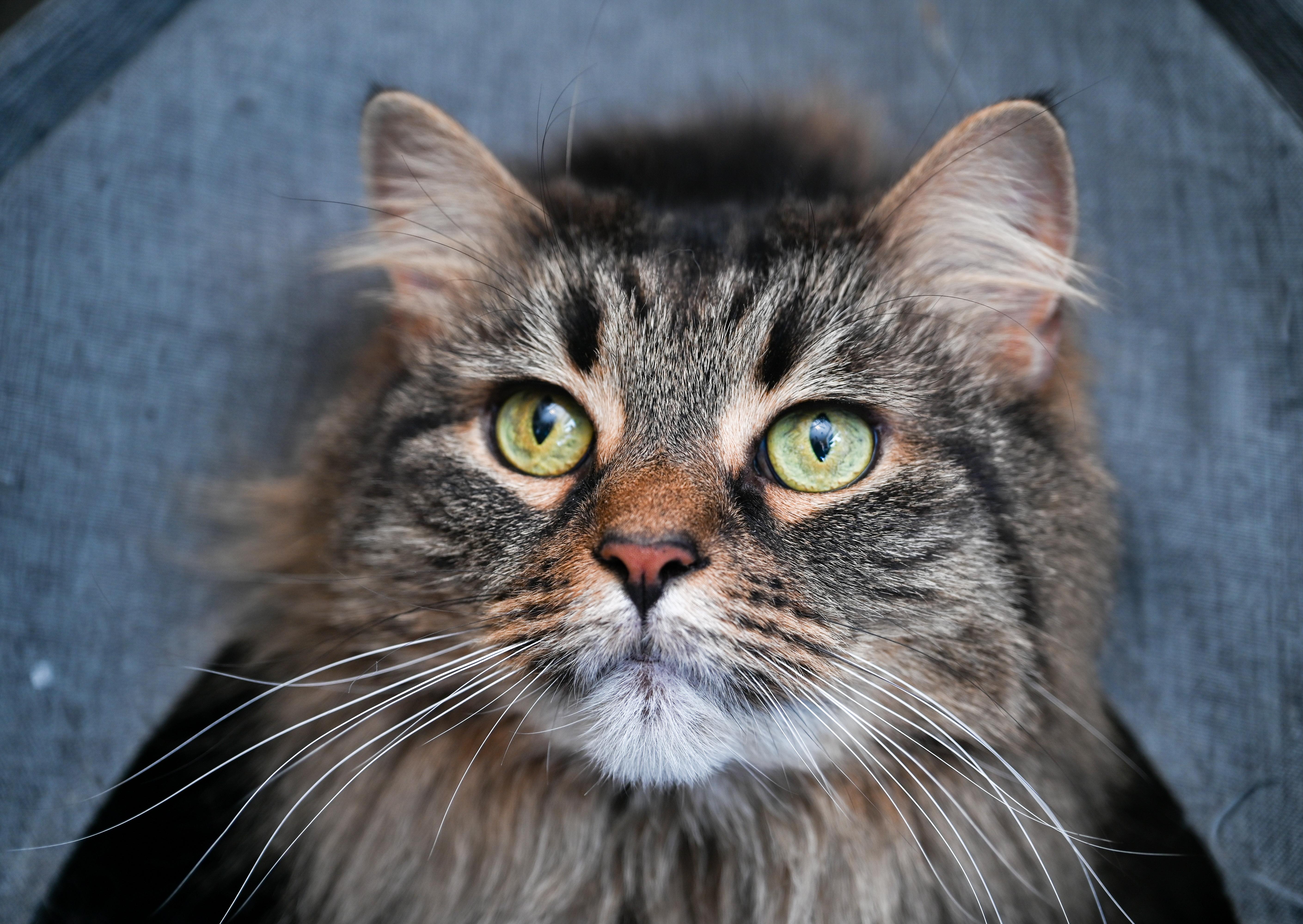 Enlarge Ebony, an adopted mixed breed in Chattanooga, TN image 2/6