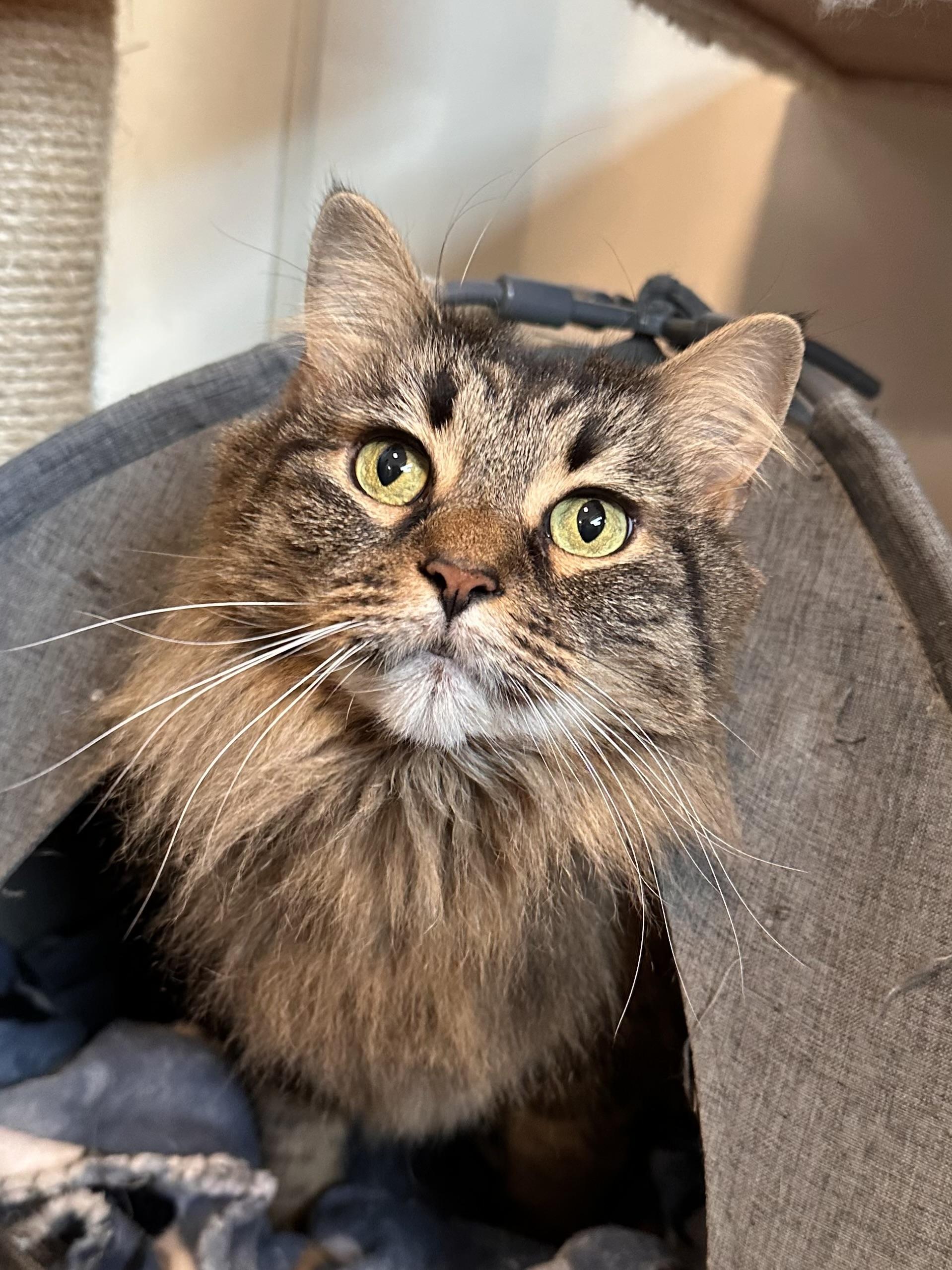 Enlarge Ebony, an adopted mixed breed in Chattanooga, TN image 6/6