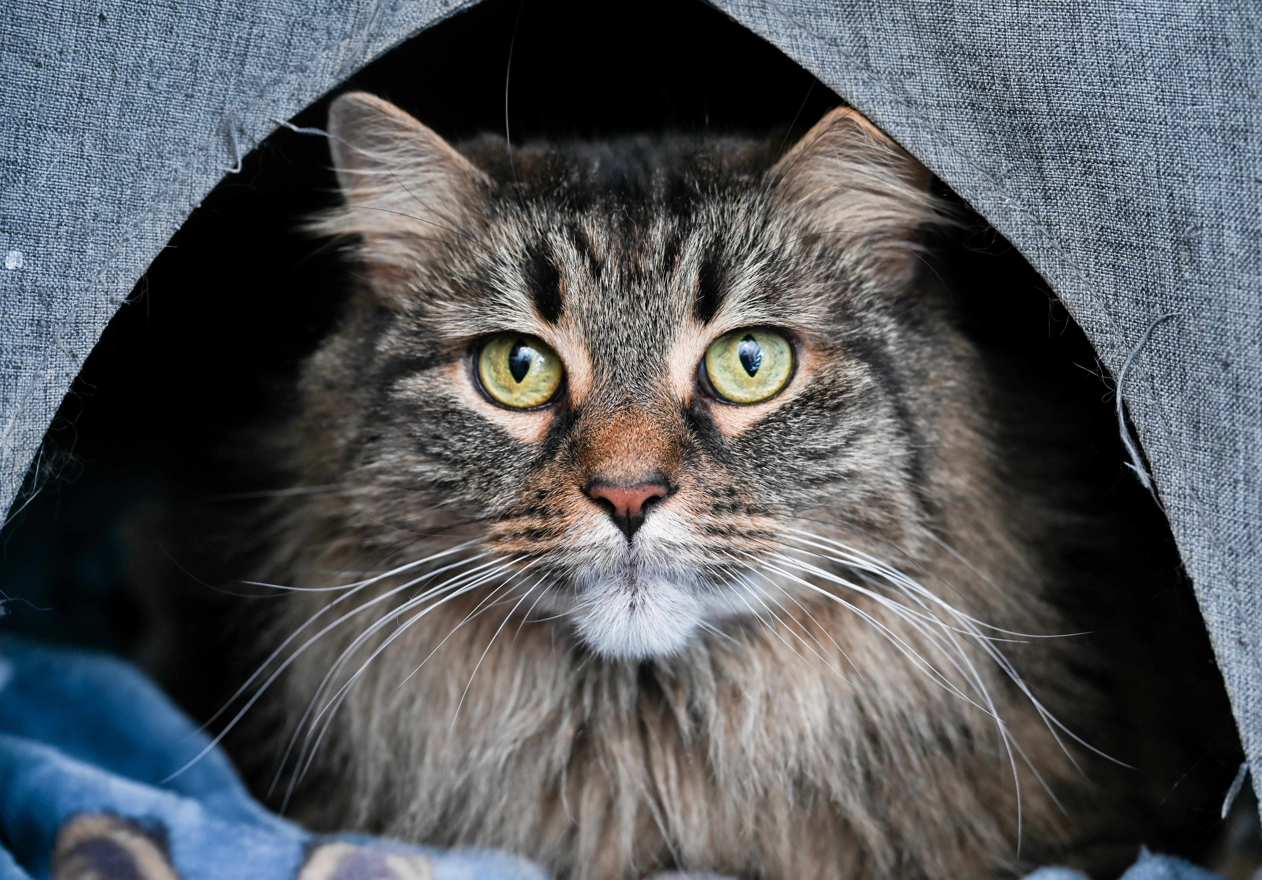 Enlarge Ebony, an adopted mixed breed in Chattanooga, TN image 3/6