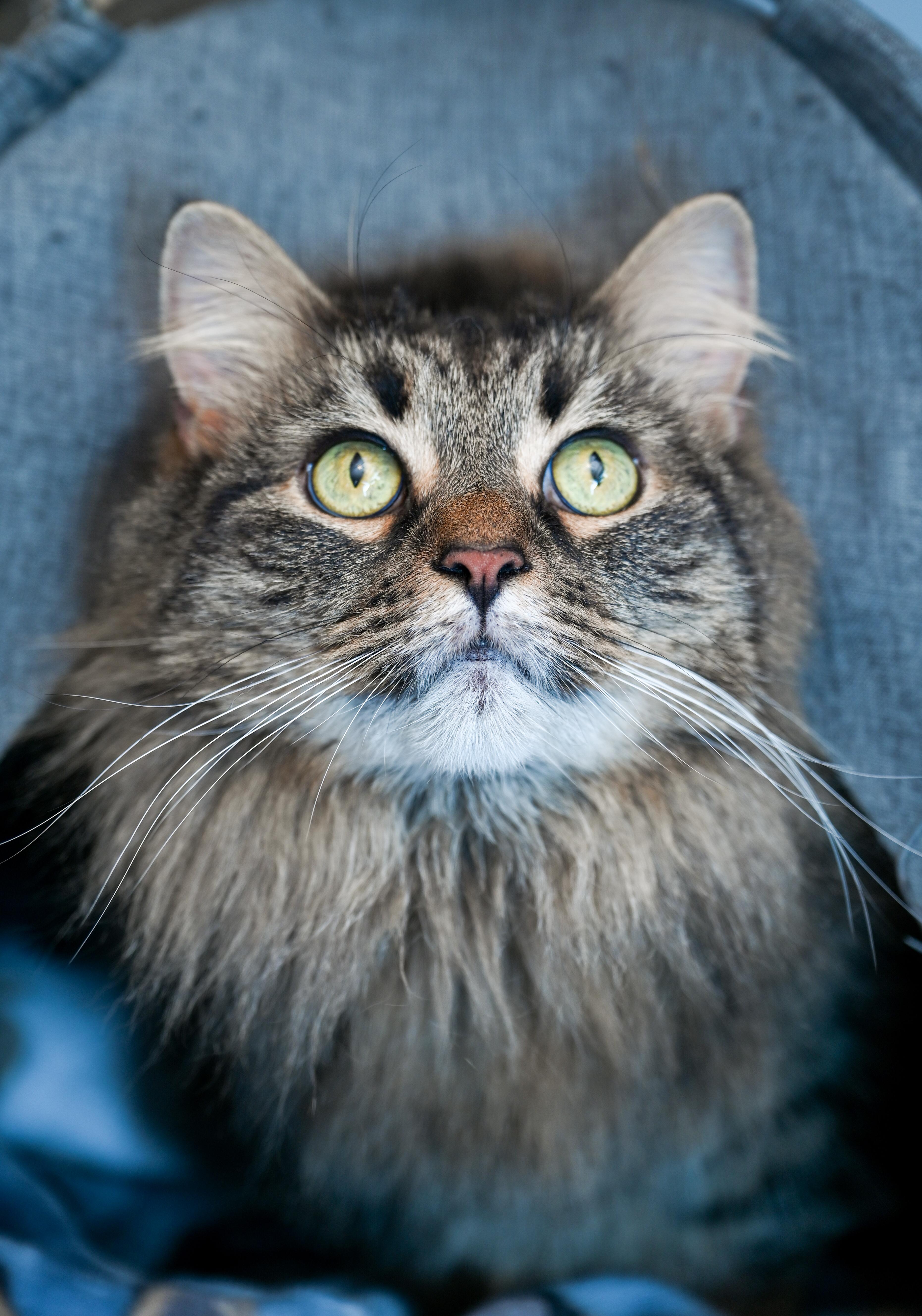 Enlarge Ebony, an adopted mixed breed in Chattanooga, TN image 1/6