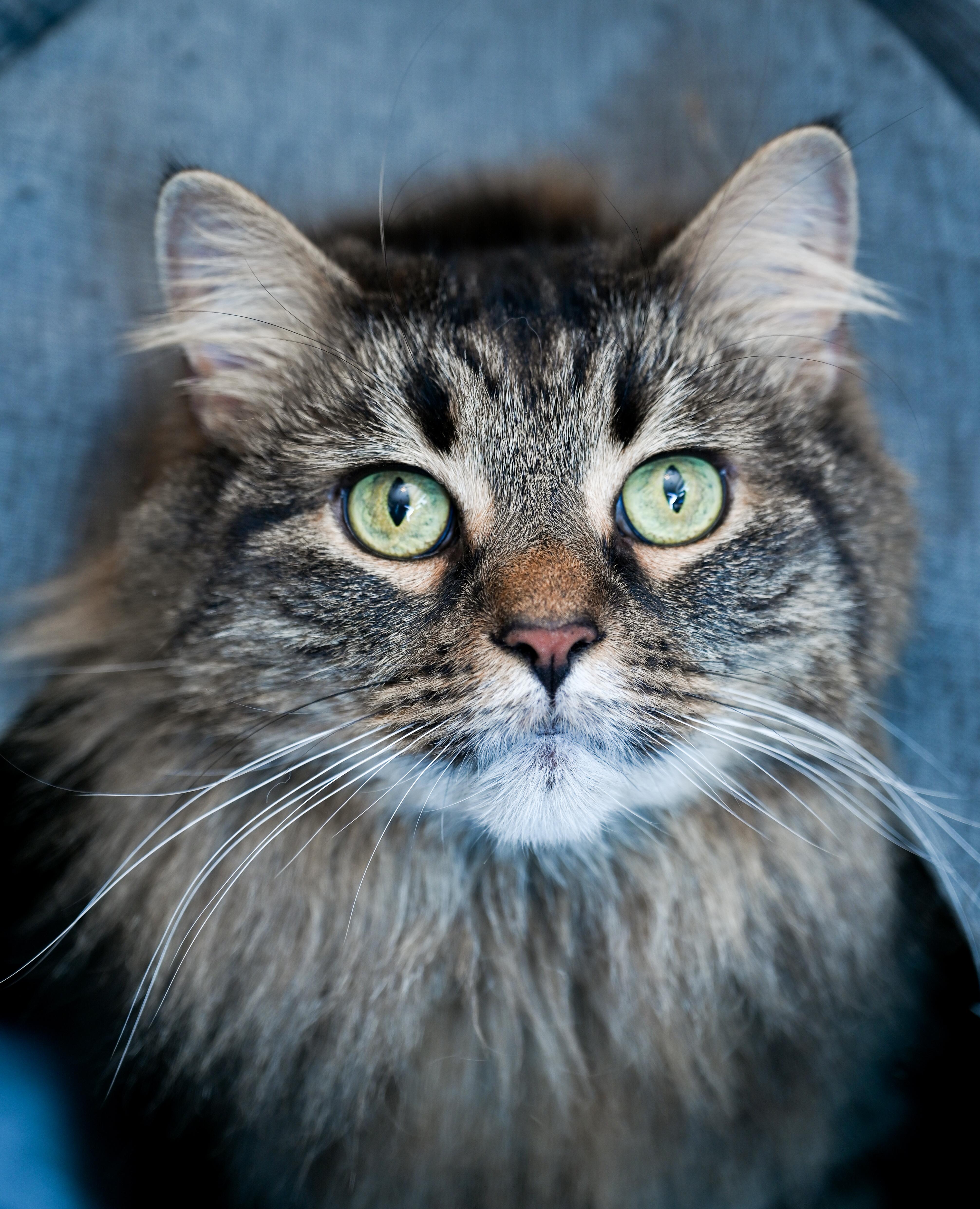 Enlarge Ebony, an adopted mixed breed in Chattanooga, TN image 5/6