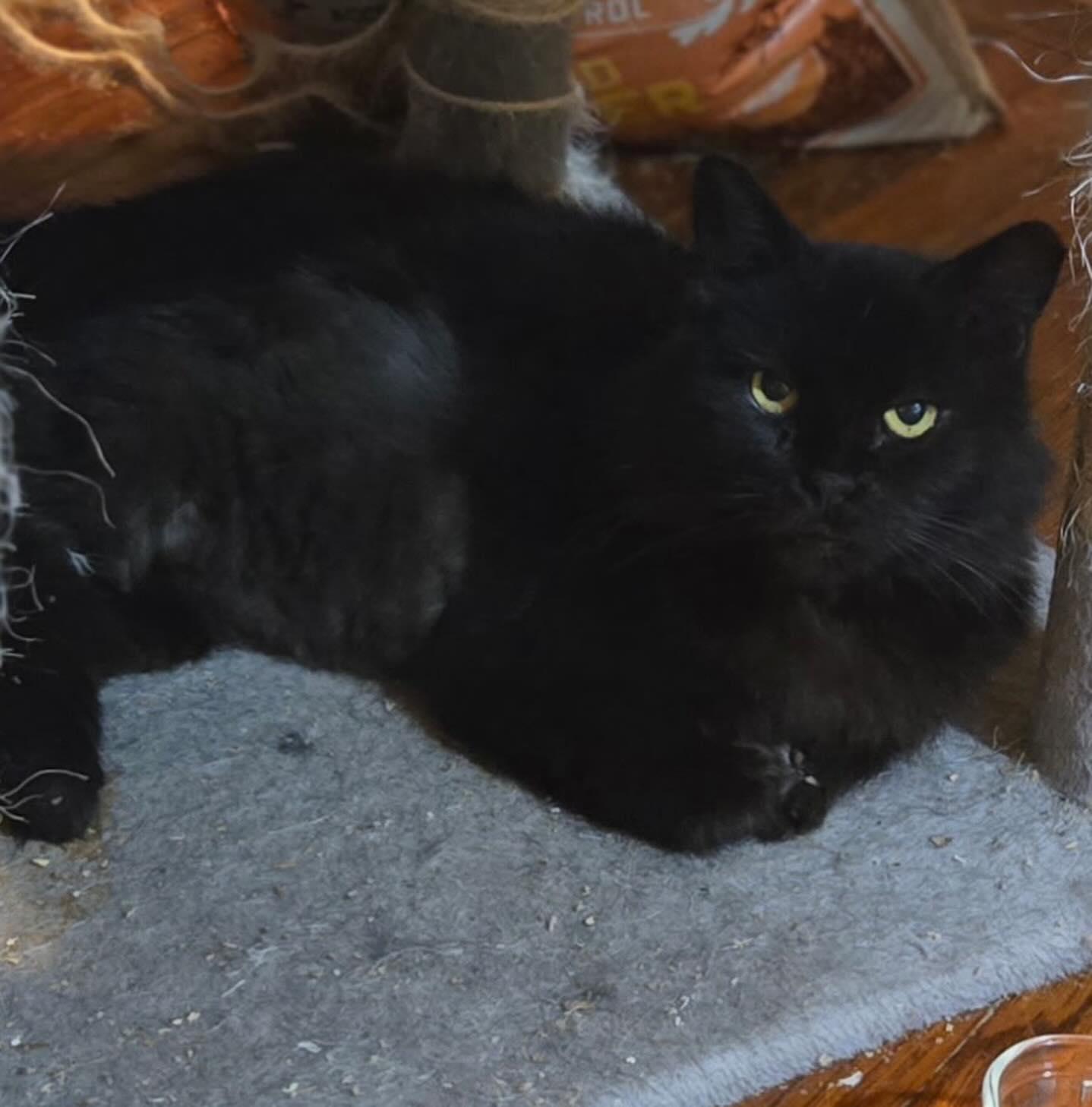 Enlarge GamGam (Hospice), a ADOPTABLE Domestic Long Hair in Levittown, PA image 3/4