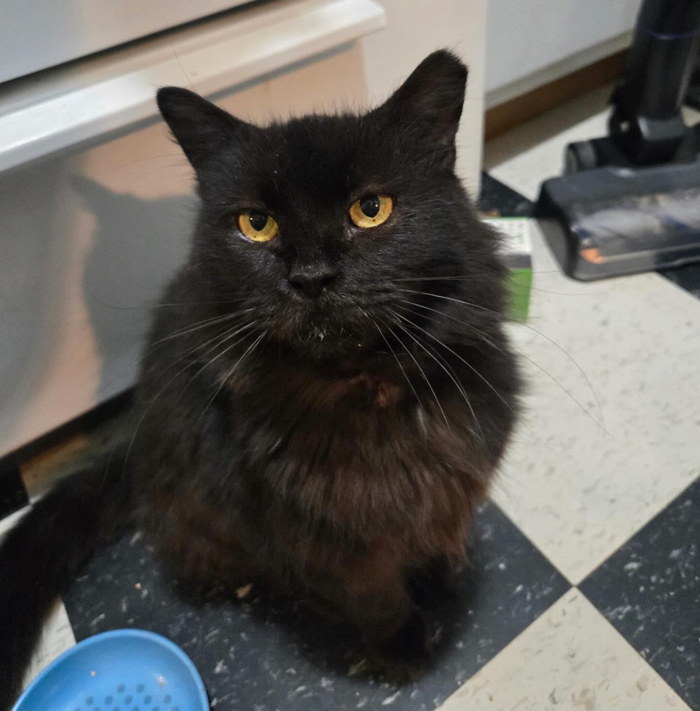 Enlarge GamGam (Hospice), a ADOPTABLE Domestic Long Hair in Levittown, PA image 1/4