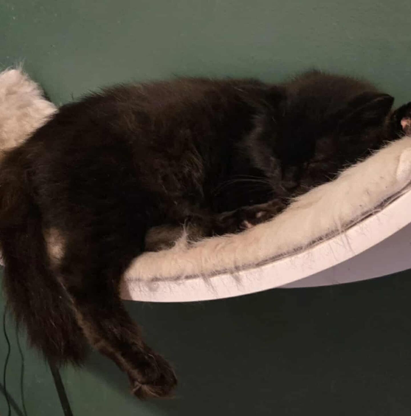 Enlarge GamGam (Hospice), a ADOPTABLE Domestic Long Hair in Levittown, PA image 4/4