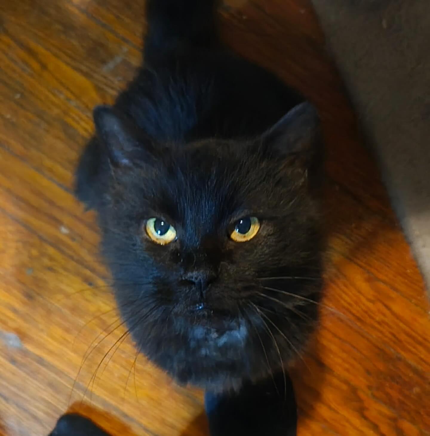 Enlarge GamGam (Hospice), a ADOPTABLE Domestic Long Hair in Levittown, PA image 2/4