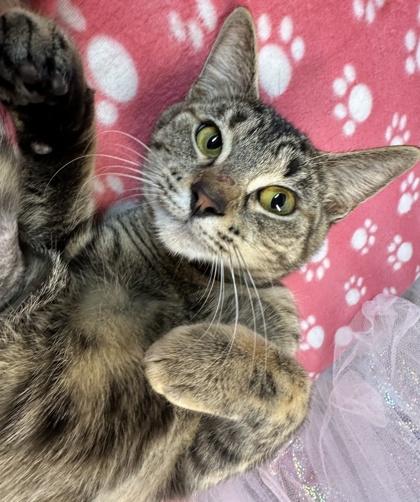 Enlarge Sakura, a Adoptable mixed breed in Shreveport, LA image 1/3