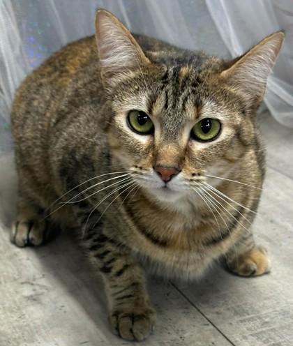 Enlarge Sakura, a Adoptable mixed breed in Shreveport, LA image 3/3