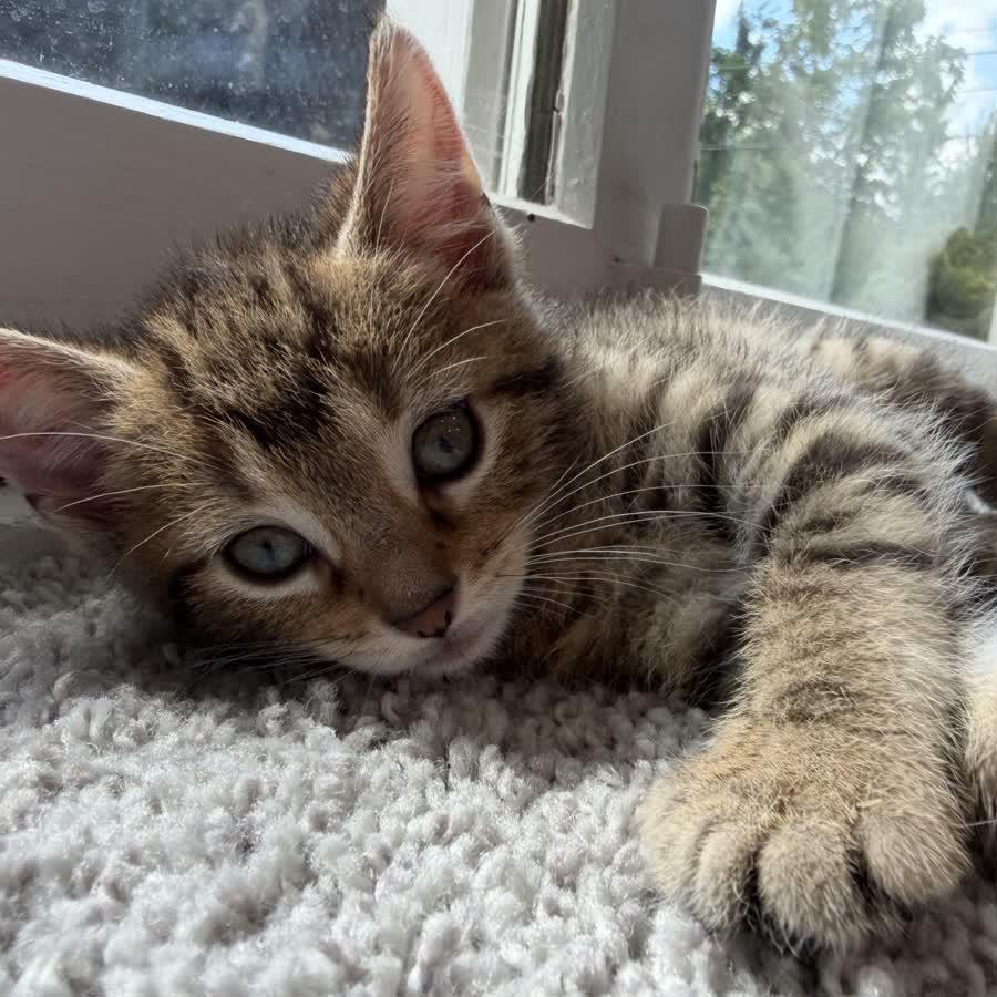 Aria, Adopted, Kitten Female Domestic Short Hair.
