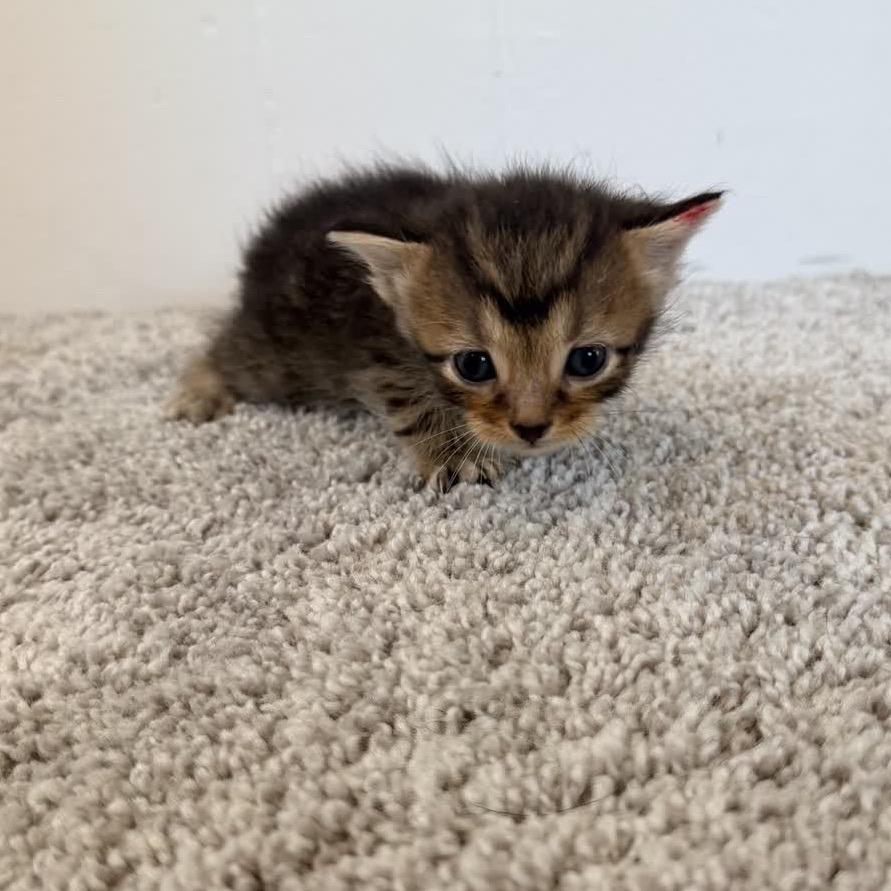 Enlarge Aria, a Adopted Domestic Short Hair in North Canton, OH image 2/2