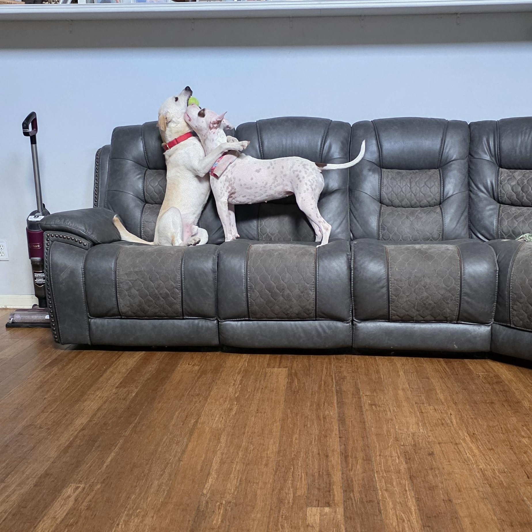 Enlarge Ziggy, a Adoptable mixed breed in Mooresville, NC image 4/4