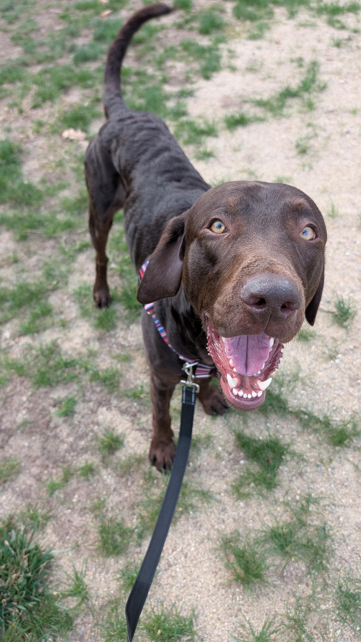 Enlarge Yogi, a ADOPTABLE mixed breed in Hollis, NH image 4/5