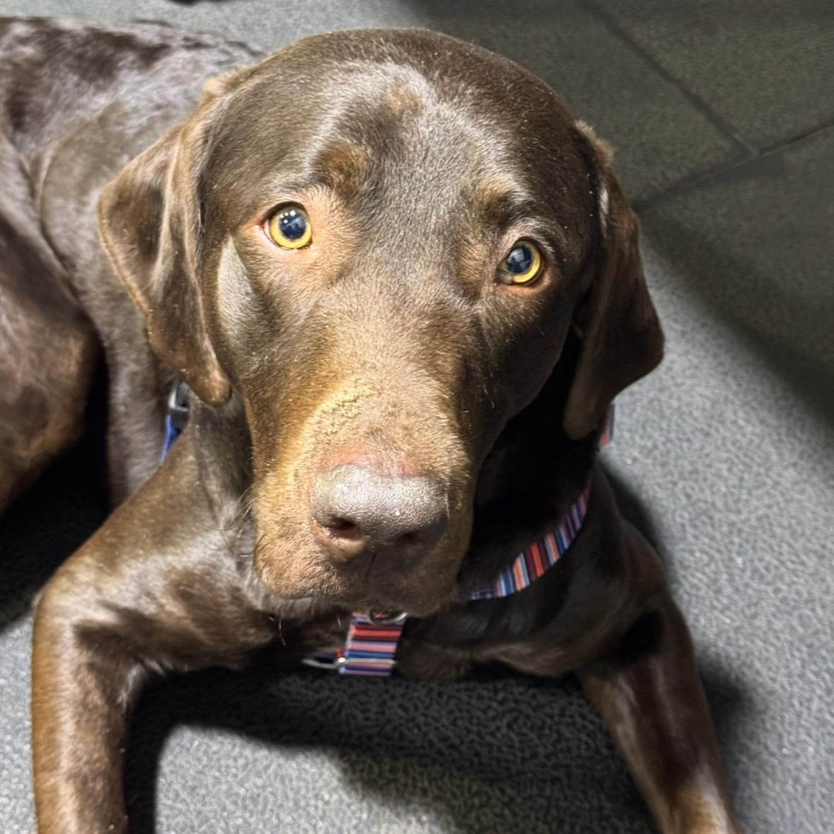 Yogi, ADOPTABLE, Adult Male Chocolate Labrador Retriever.