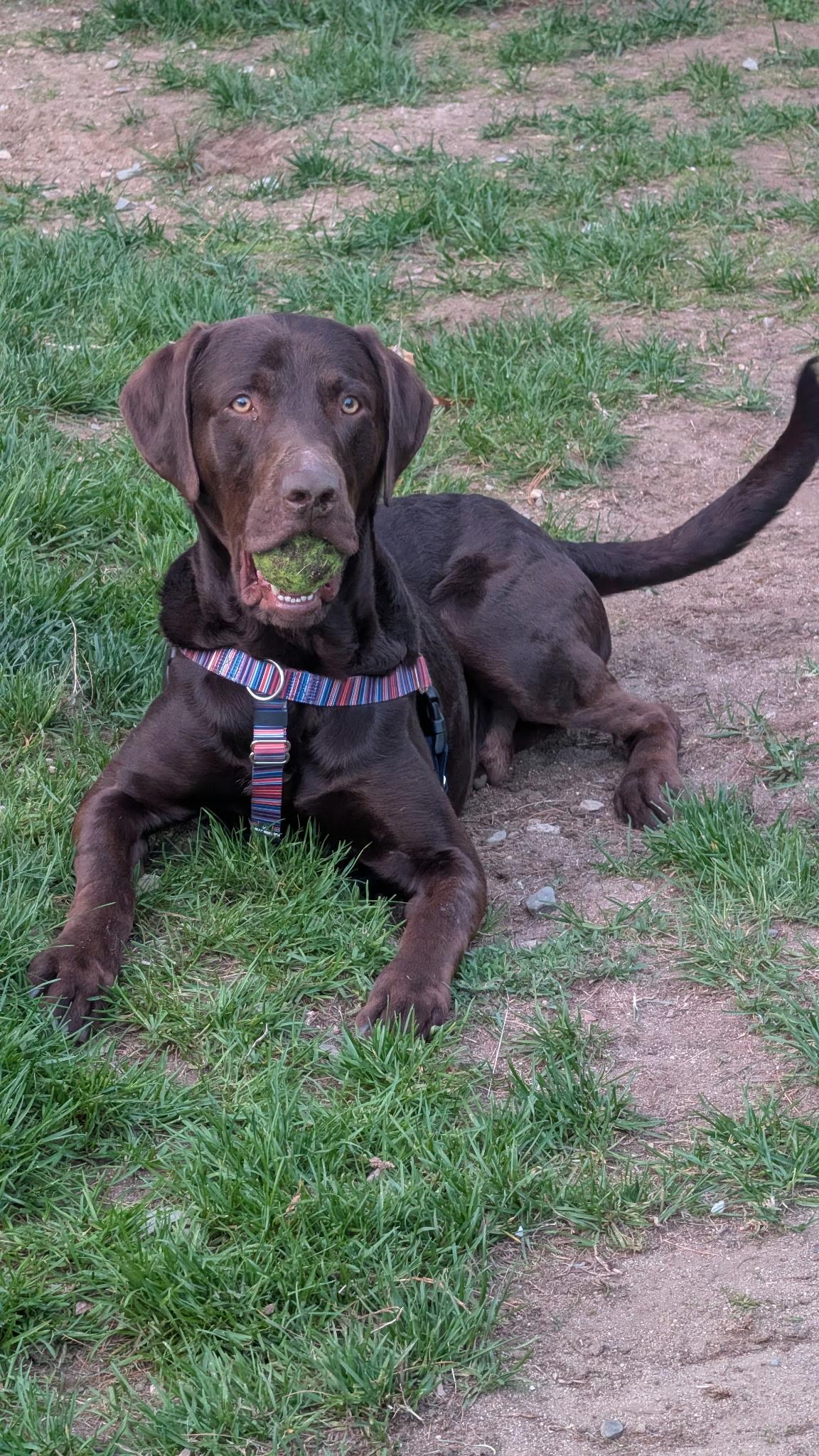 Enlarge Yogi, a ADOPTABLE mixed breed in Hollis, NH image 2/5