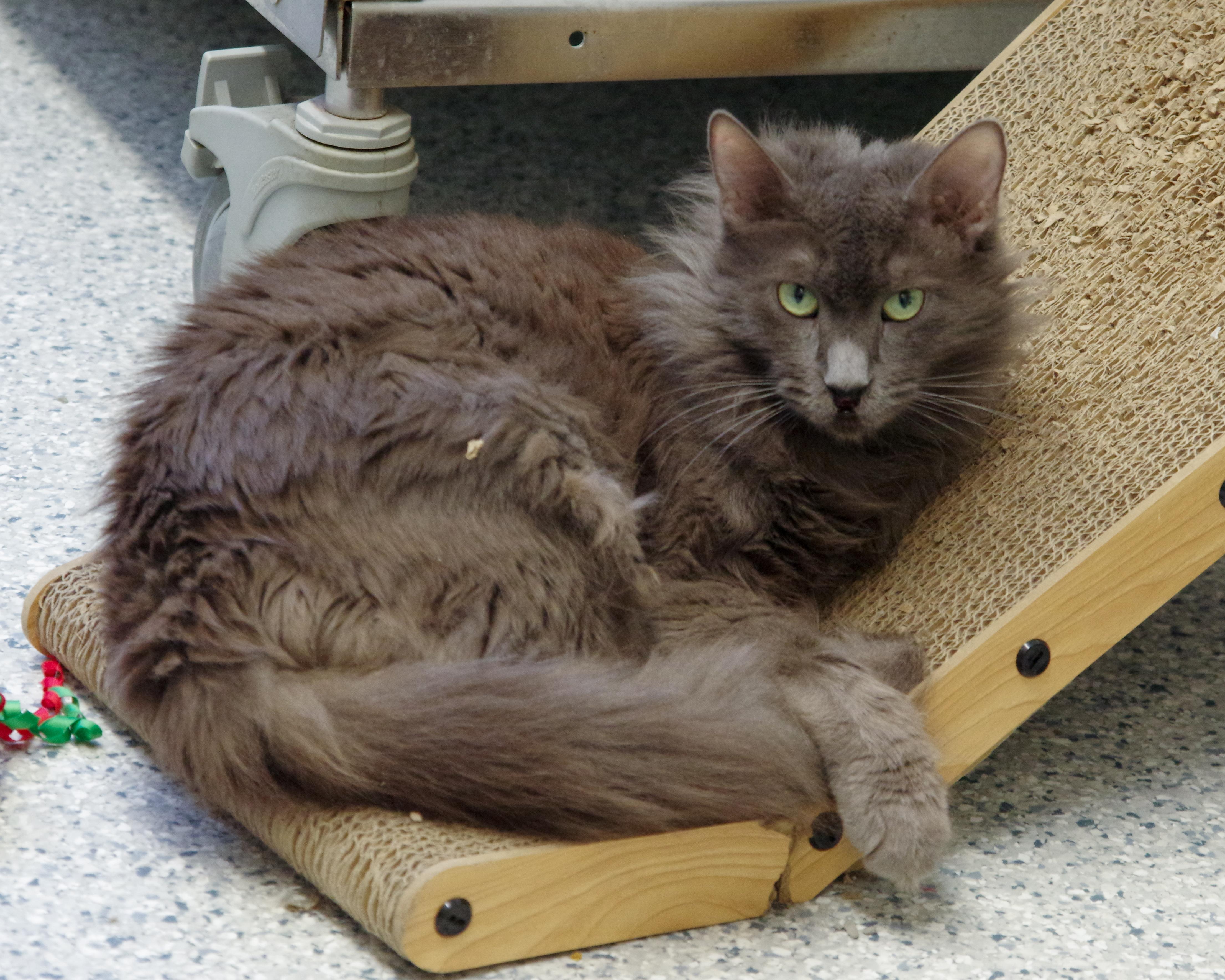 Mystic, an adopted Domestic Long Hair in Scituate, MA image 1/5